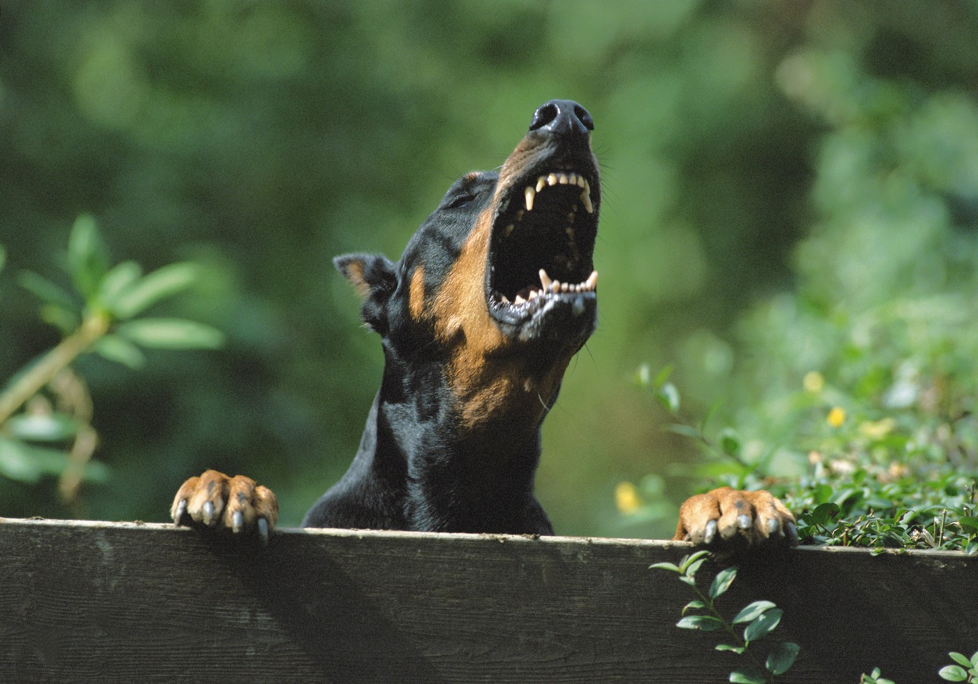Barking doberman