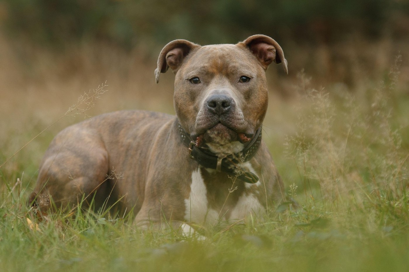 lying American Staffordshire Terrier