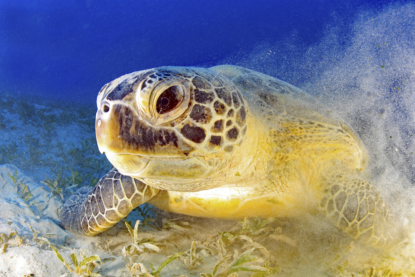Loggerhead sea turtle (Caretta caretta),Image: 1014796229, License: Rights-managed, Restrictions: , Model Release: no, Credit line: Sunbird Images / imageBROKER / Profimedia
