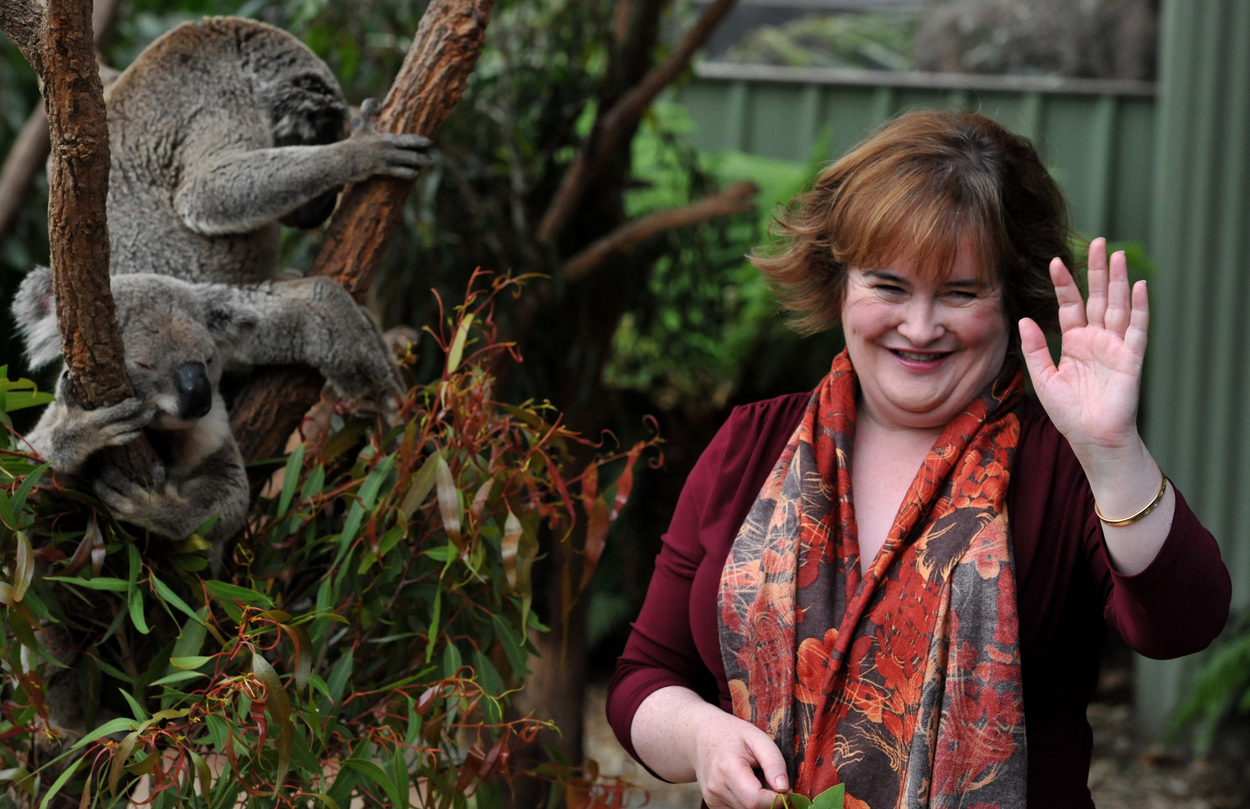 British singer Susan Boyle poses with koalas