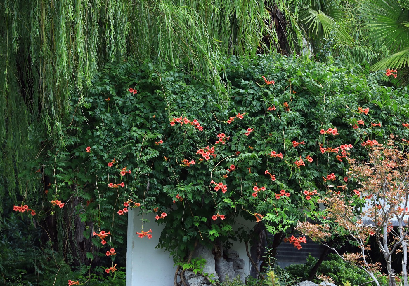 Chinese trumpet vine flowers bloom in Huai'an