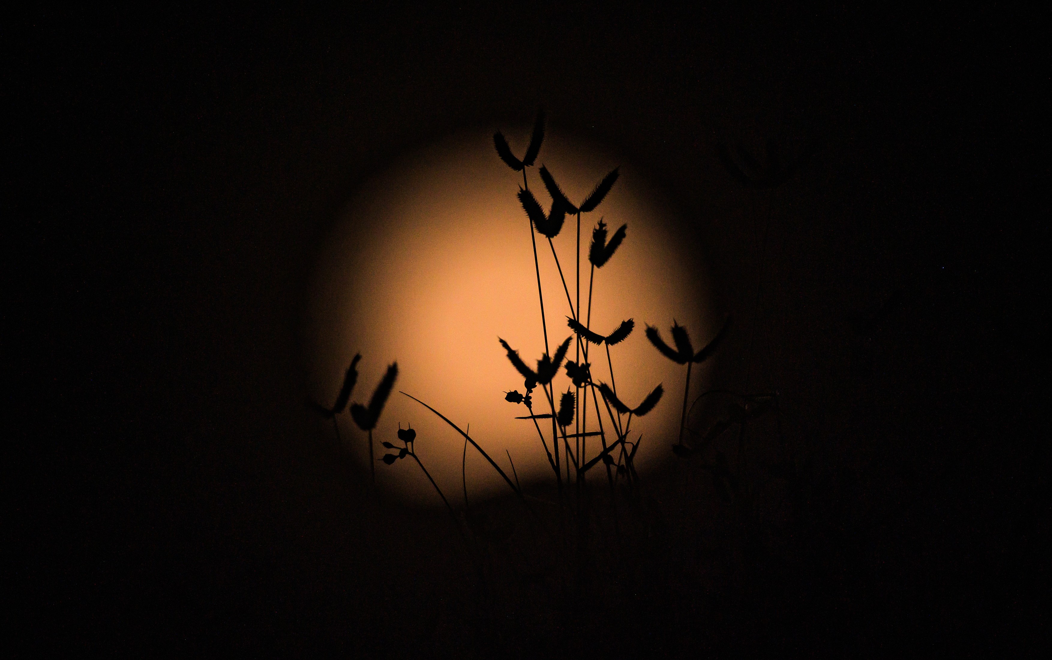 India: August Full Moon 2025: Sturgeon Moon