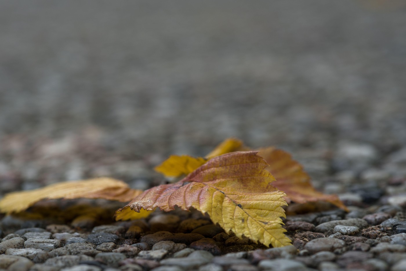 COLORFUL AUTUMN LANDSCAPE