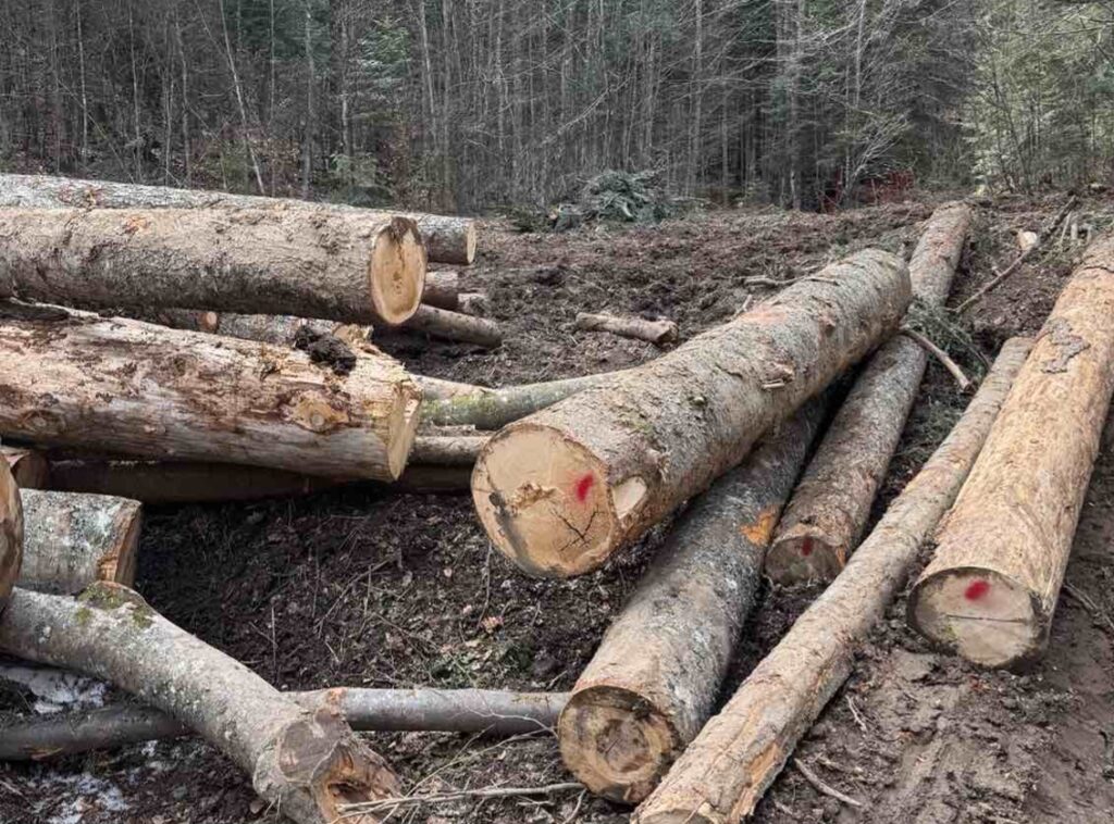 Tara rezervat prirode seča stabala