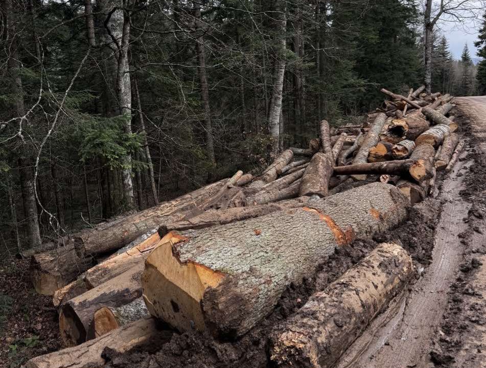 Tara rezervat prirode seča stabala