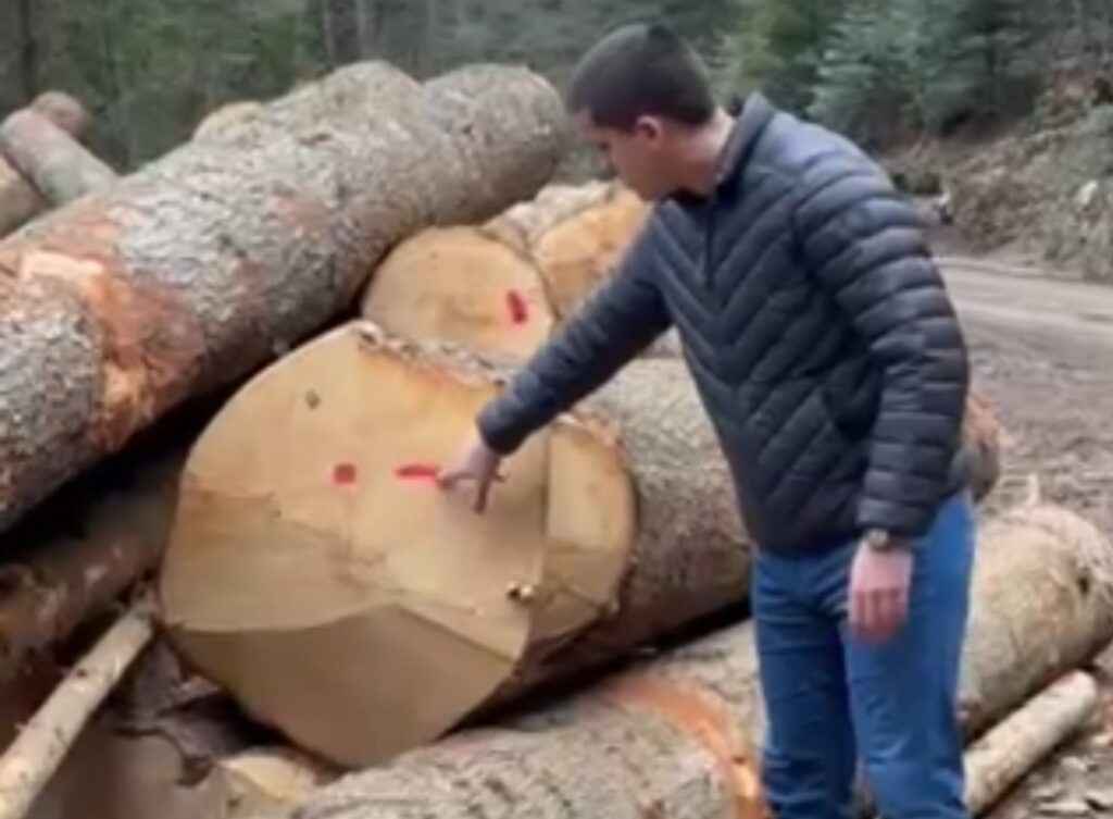 Tara rezervat prirode seča stabala