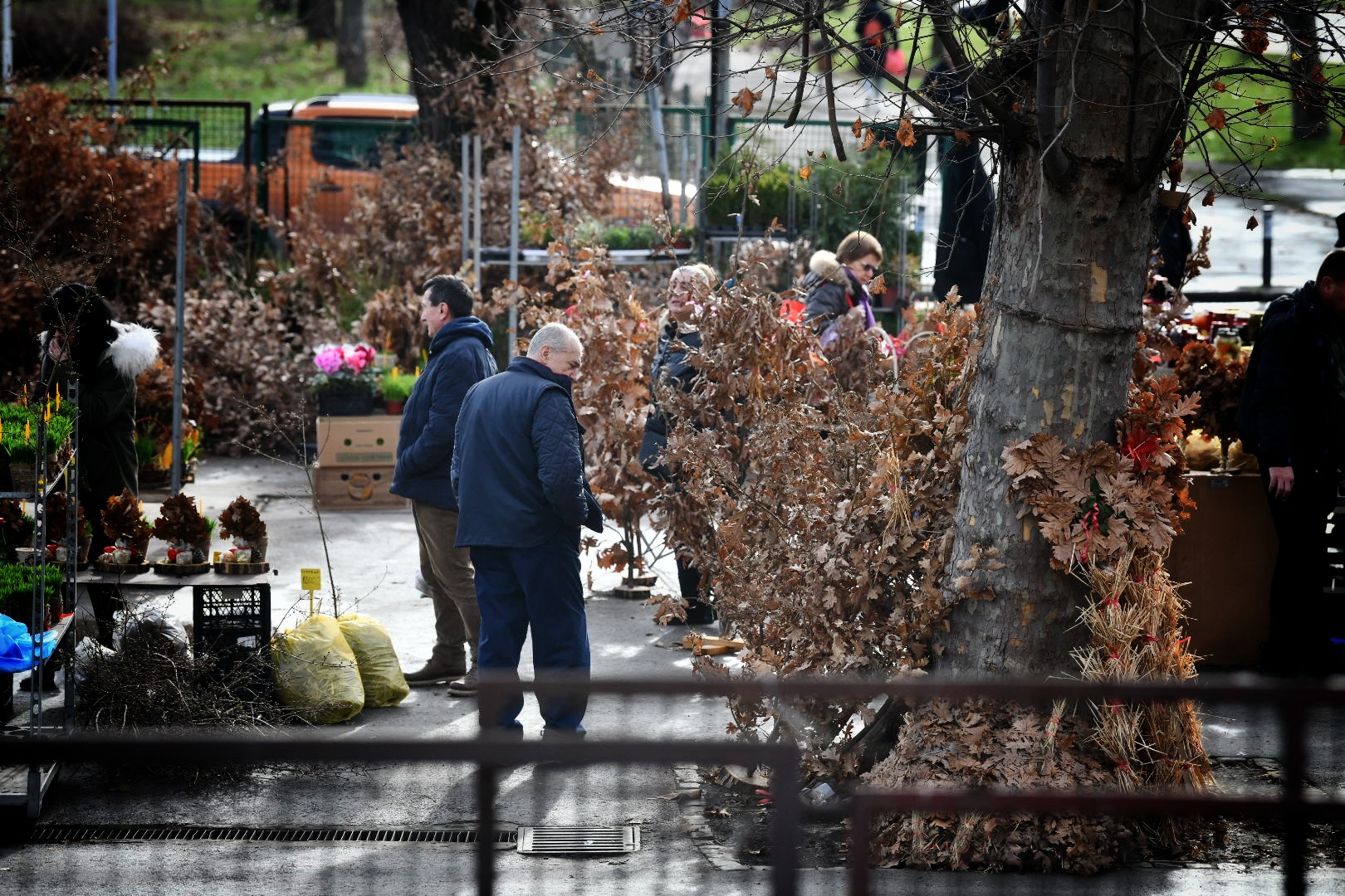 Beograd, 05.januar 2024. Badnjak. Badnjaci, Božić, Kupovina badnjaka, Stari Merkator