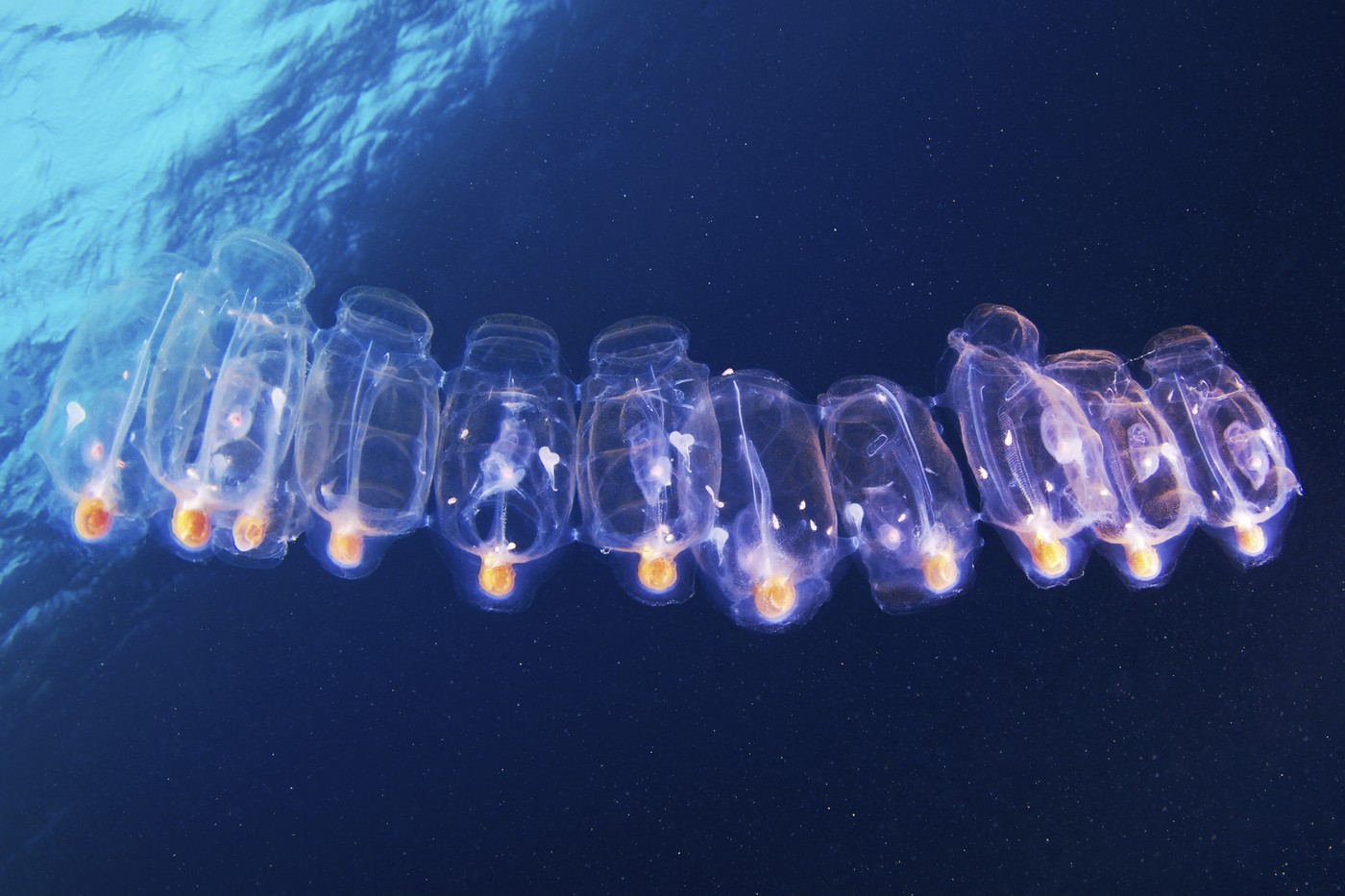 Salp colony
