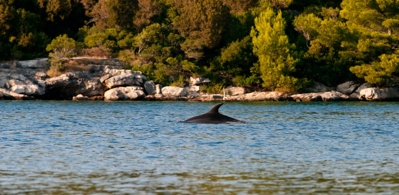 Dolphin swimming in the Adriatic sea, just of the coast of the island of Mljet. The photo was taken at sunset.