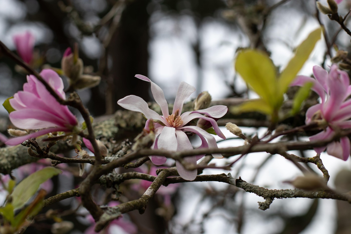 Magnolia stellata or hybrid pink flowers on the old branches covered with lichens. Star magnolia spring bloom.
