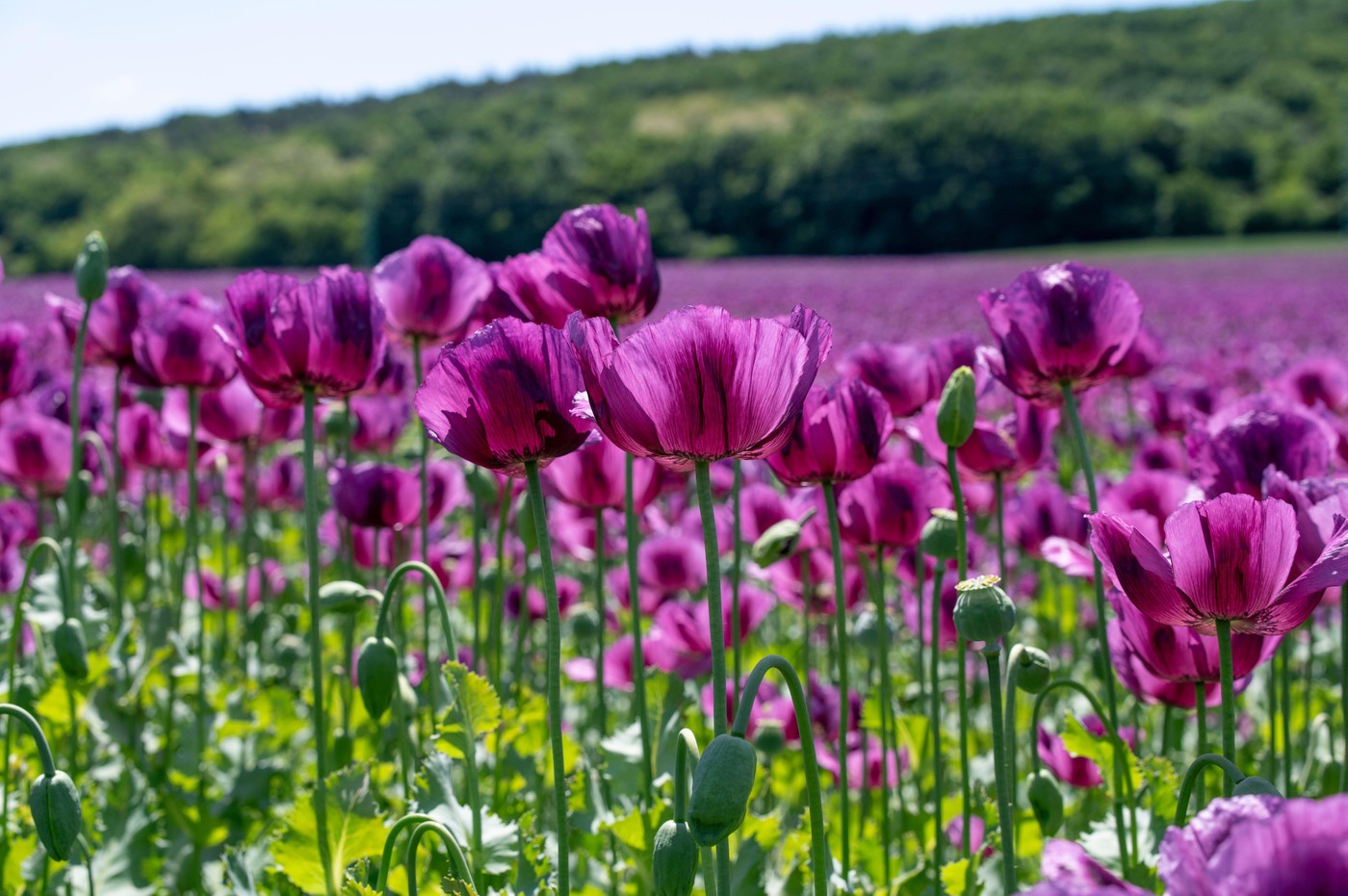 Image: 1005049330, License: Royalty-free, Restrictions: , Model Release: no, Credit line: Stefan Sutka / Alamy / Profimedia