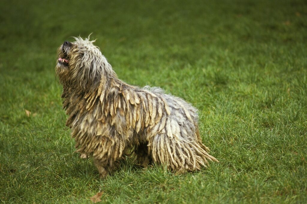 Bergamasco Sheepdog or Bergamese Shepherd, Adult standing on Grass
VARIOUS,Image: 227880215, License: Rights-managed, Restrictions: , Model Release: no, Credit line: Gerard Lacz / Shutterstock Editorial / Profimedia