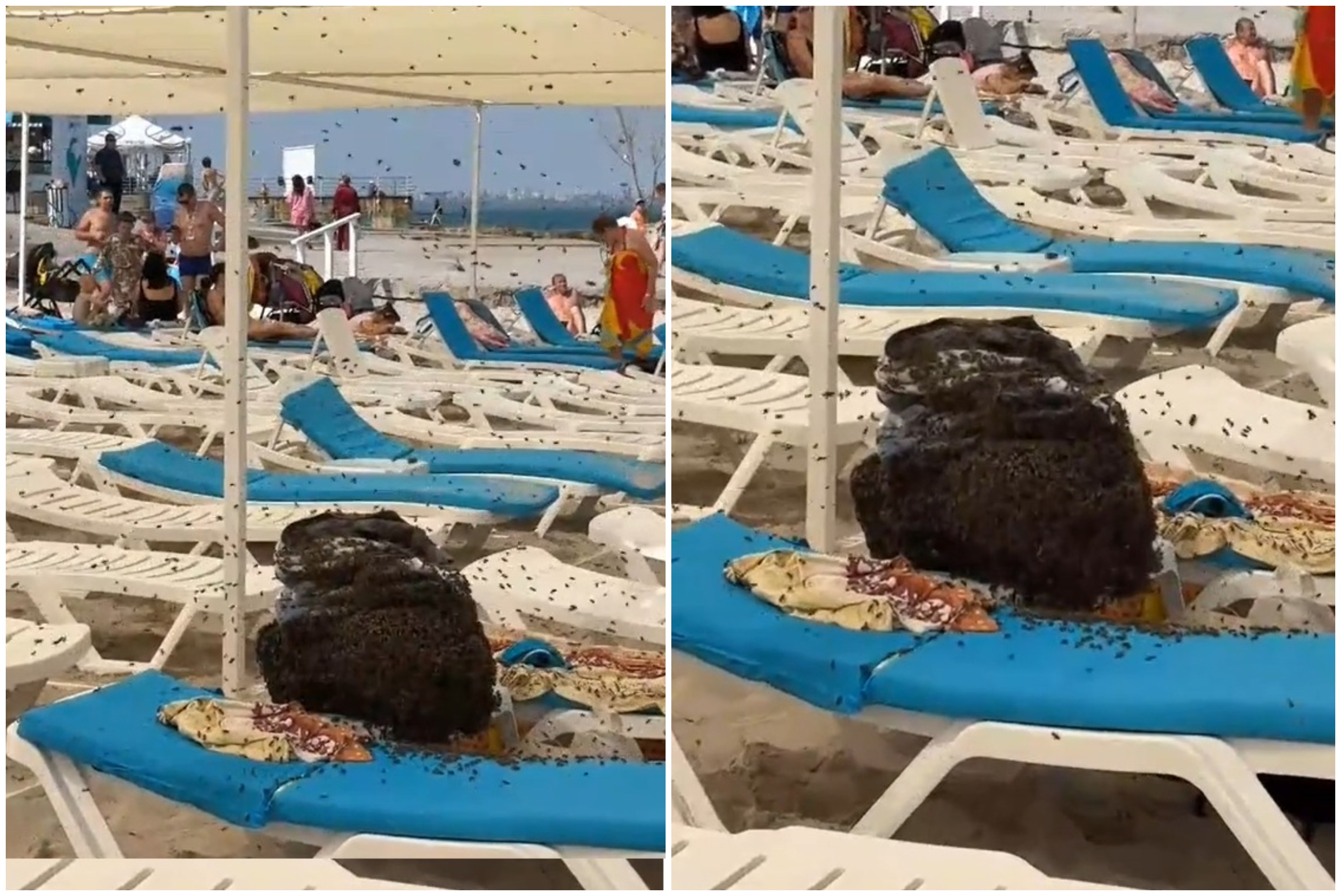 Pčele pronašle ručak