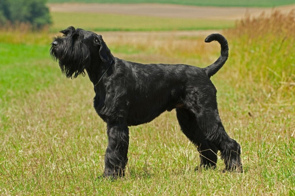 Image: 131851225, License: Rights-managed, Restrictions: , Model Release: no, Credit line: blickwinkel / Alamy / Alamy / Profimedia