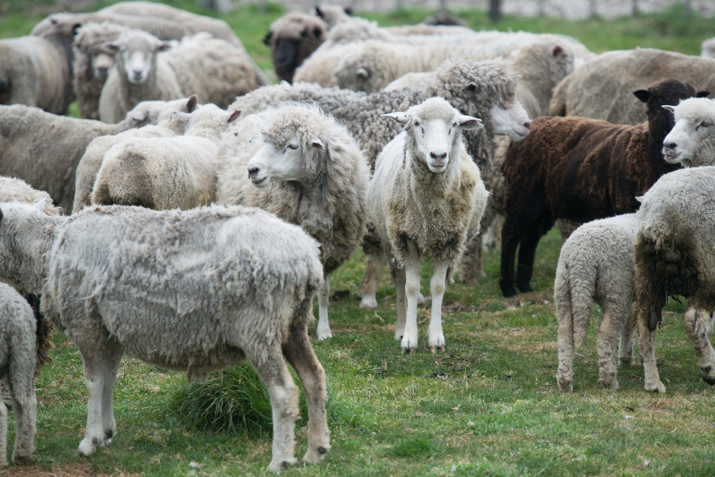 Flock of Sheep, Punta Arenas Chile