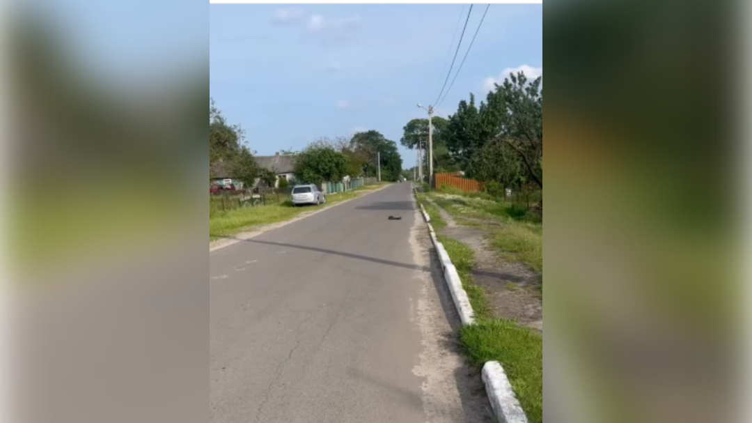 Mama jež predvodi kolonu