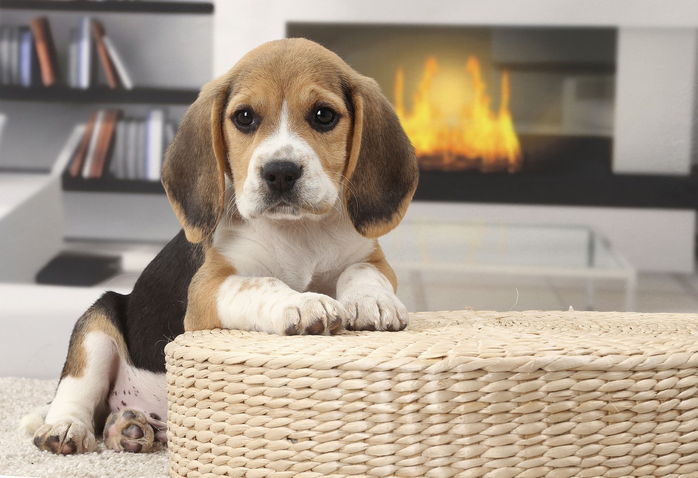 Dog Beagle puppy     Date:,Image: 350938399, License: Rights-managed, Restrictions: , Model Release: no, Credit line: ardea.com / Jean-Michel Labat / Ardea / Profimedia