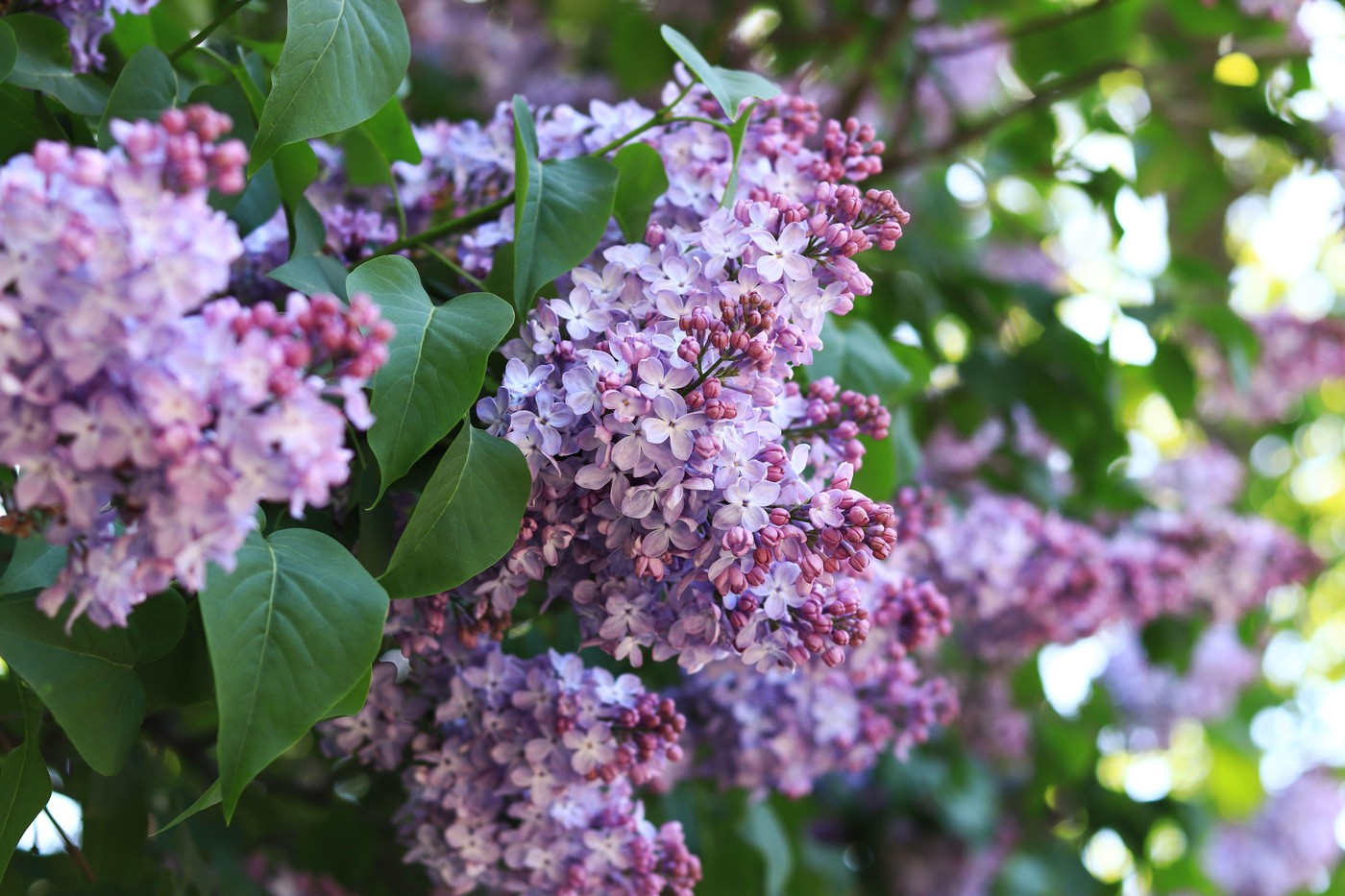 Lilac flowers, close-up, inflorescence. Lilac blossom on a sunny day in the park. Lilac bush in full bloom. Beautiful lilac flowers, spring natural ba