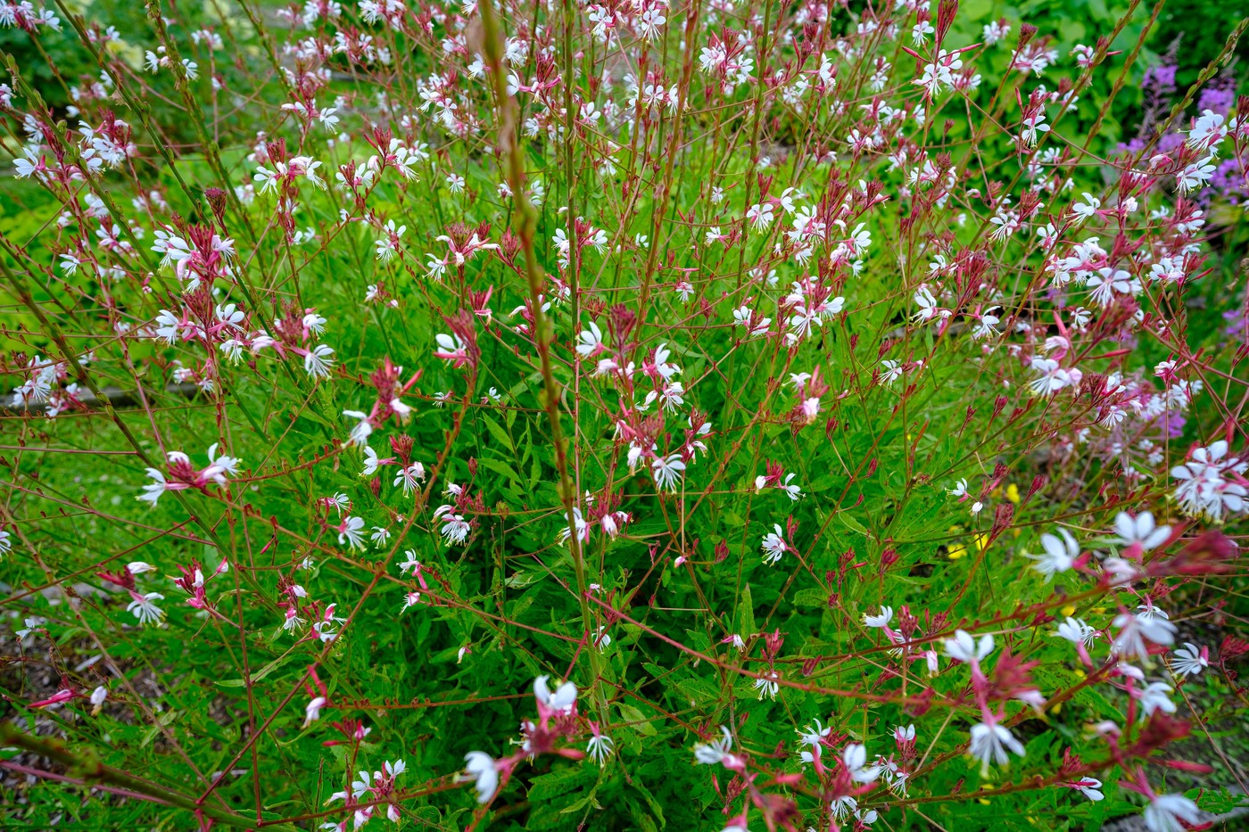 Image: 978345895, License: Rights-managed, Restrictions: , Model Release: no, Credit line: Sandris Vēveris / Alamy / Profimedia