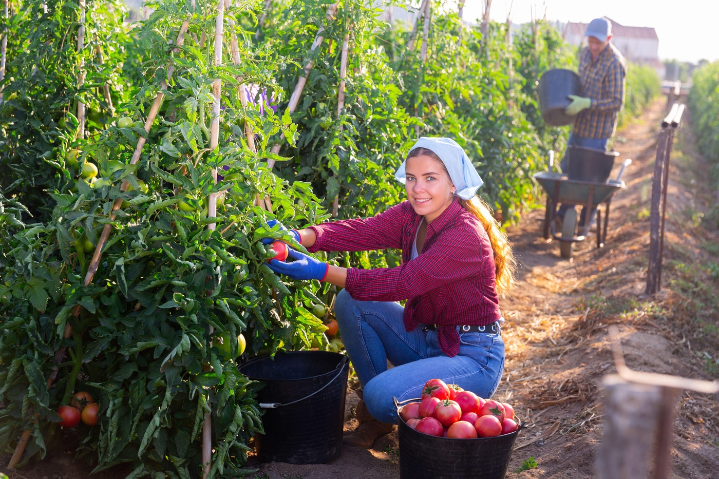 Smiling young female farm worker gathering crop of organic pink tomatoes on vegetable plantation. Summer harvest time.,Image: 980960695, License: Royalty-free, Restrictions: , Model Release: no, Credit line: Iakov Filimonov / Alamy / Profimedia