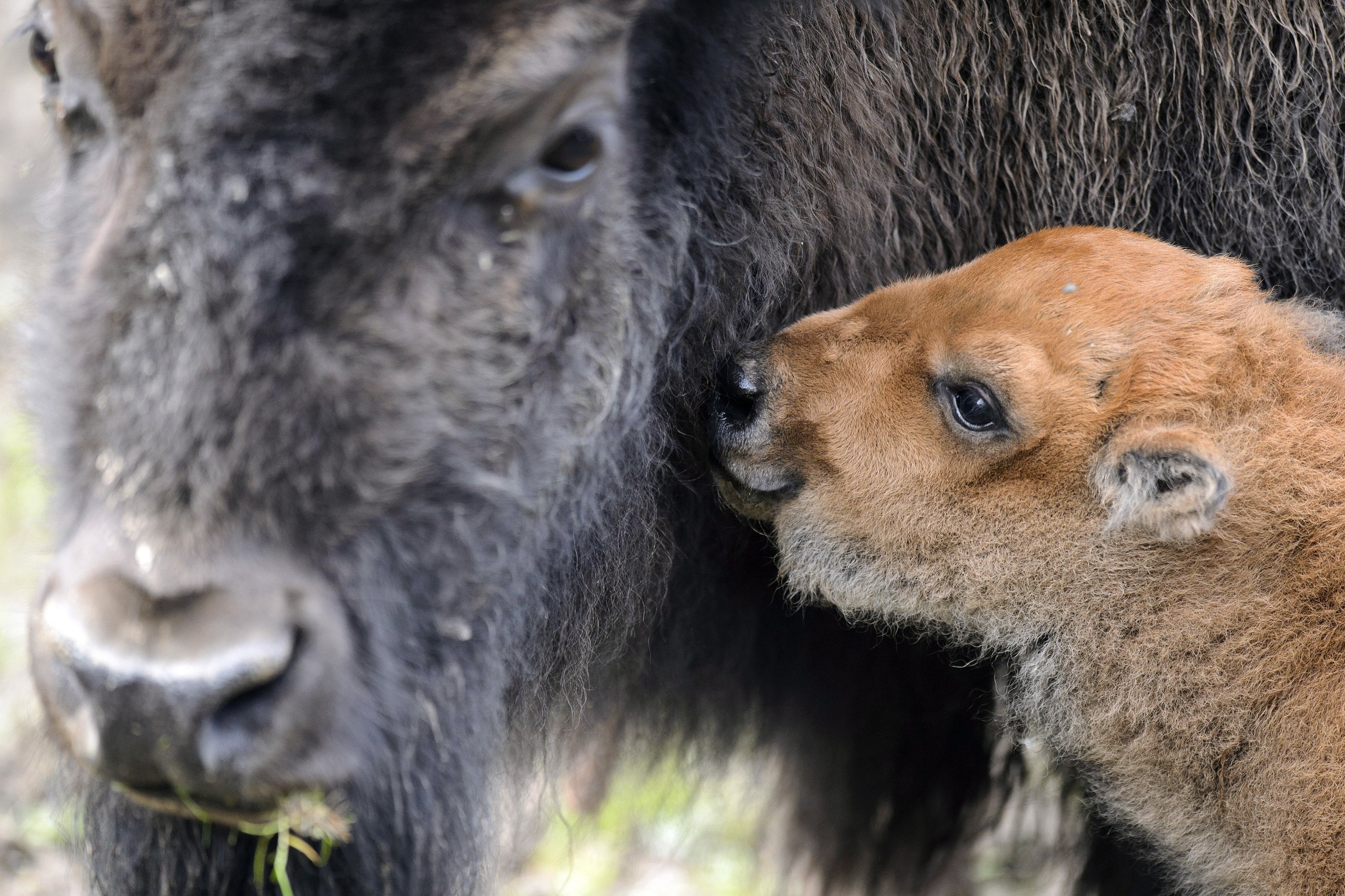 American Bison