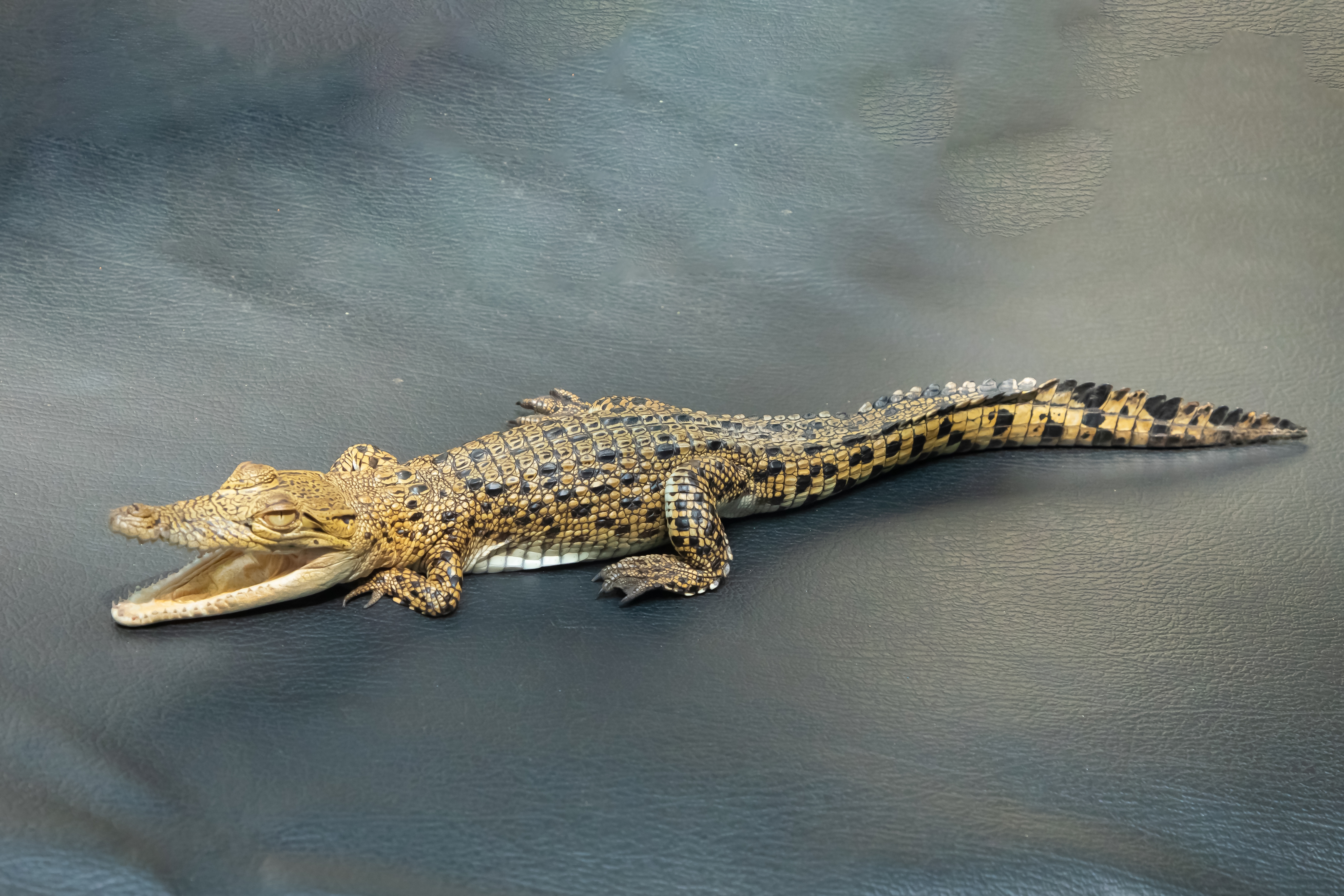 Little,Baby,Crocodile,Close,Up,In,Selective,Focus