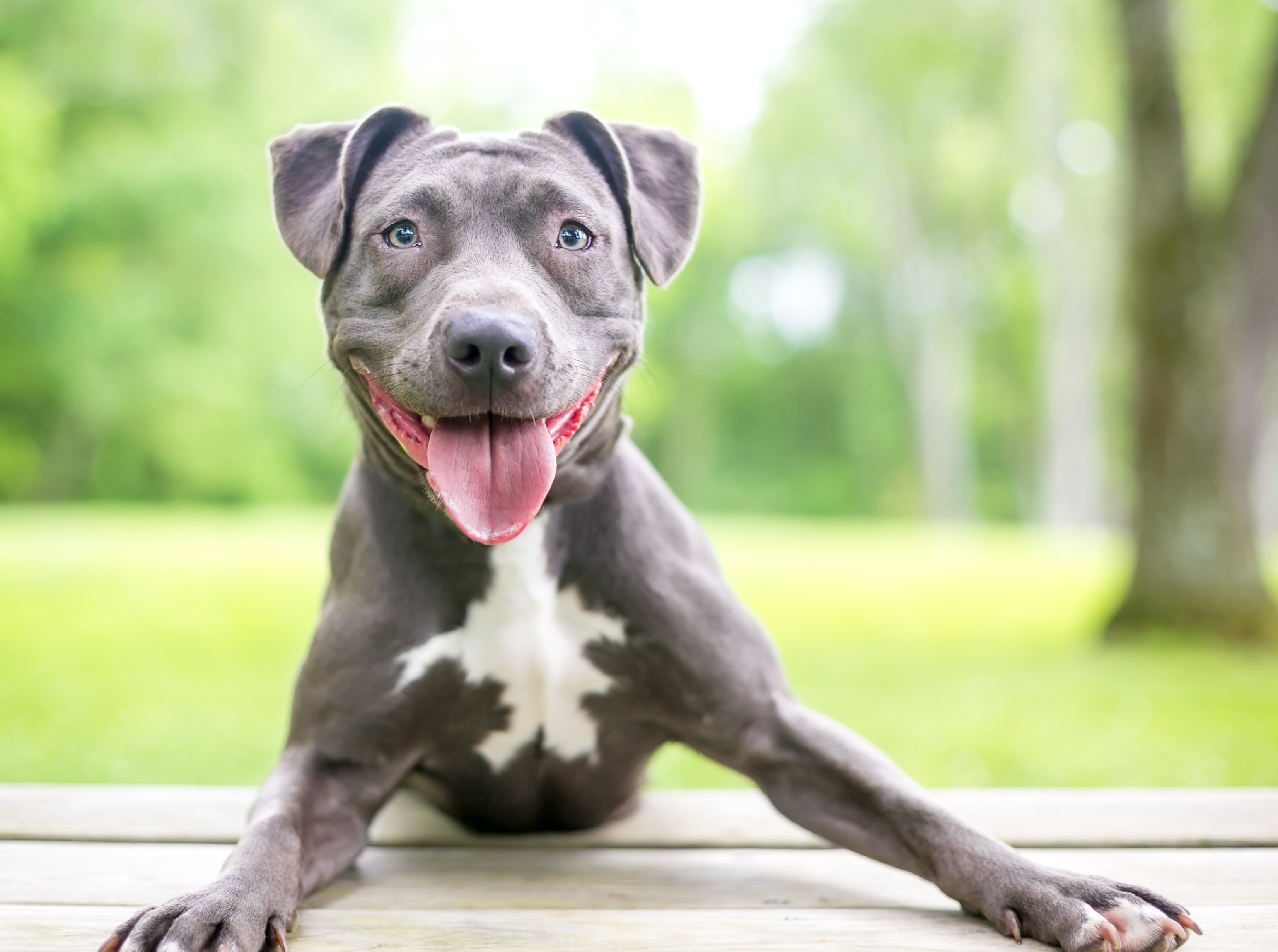 A,Happy,Blue,And,White,Pit,Bull,Terrier,Mixed,Breed
