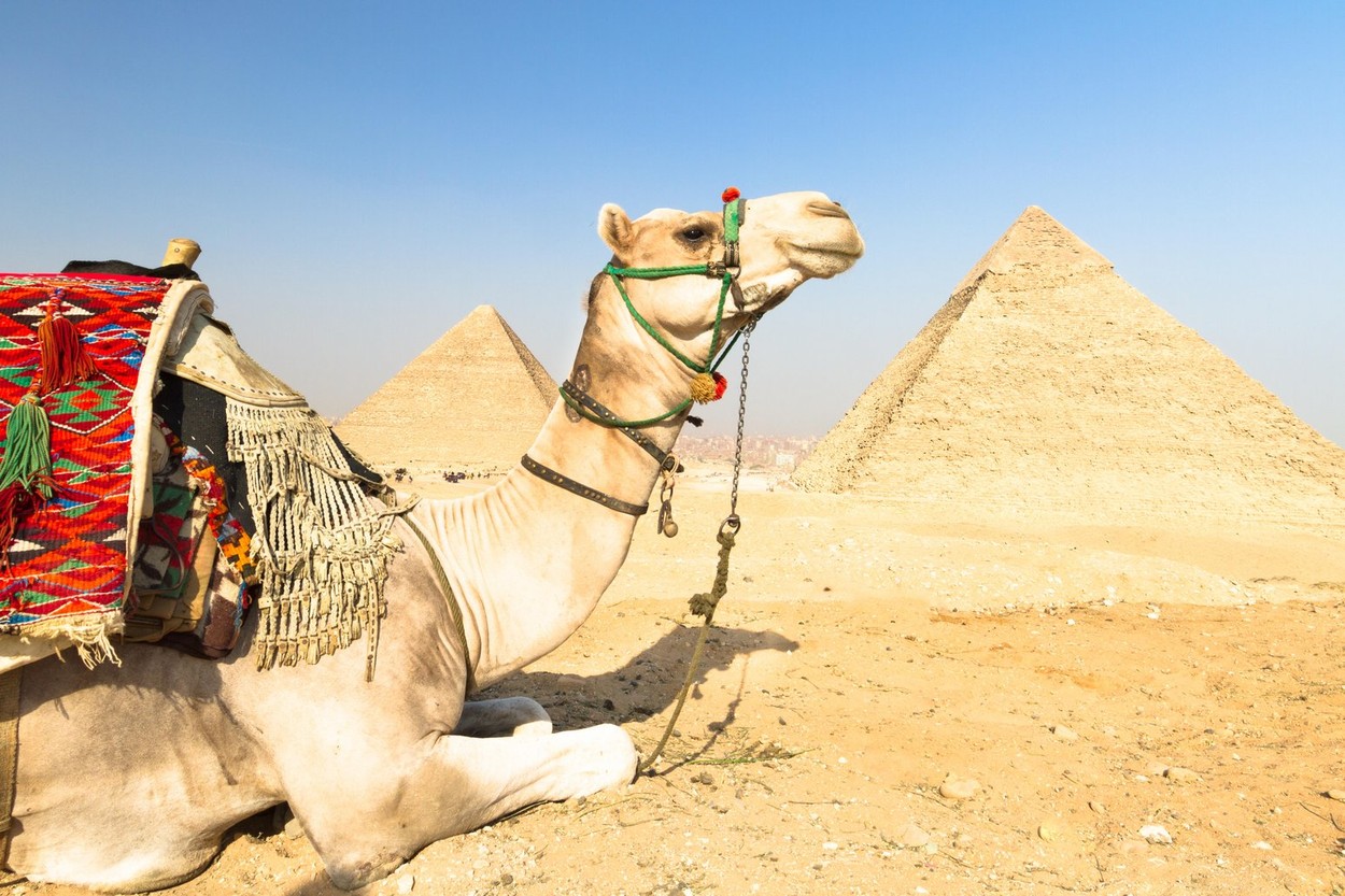 Camel at Giza pyramides, Cairo, Egypt.