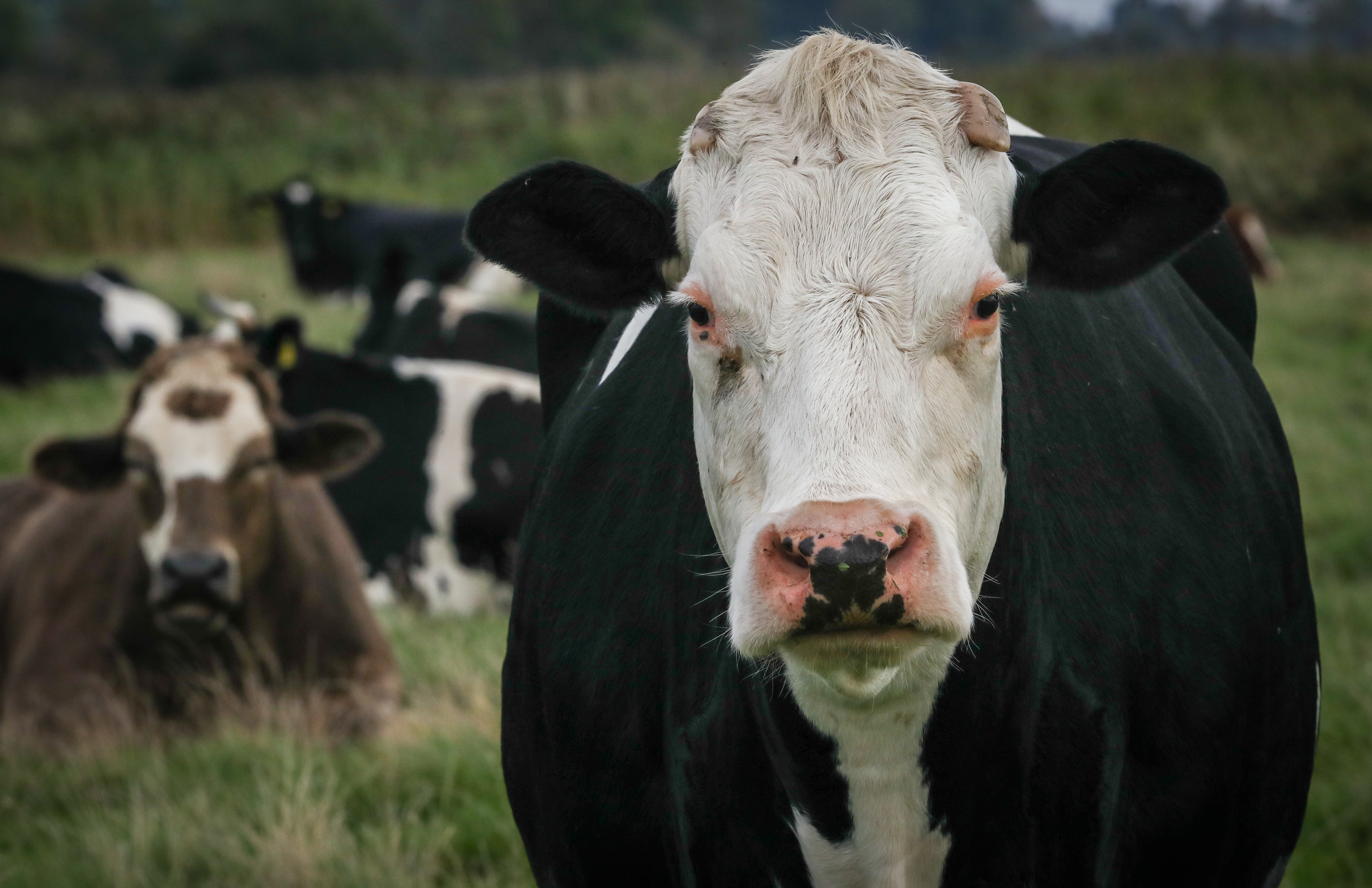 A retirement home for cows Krava krave