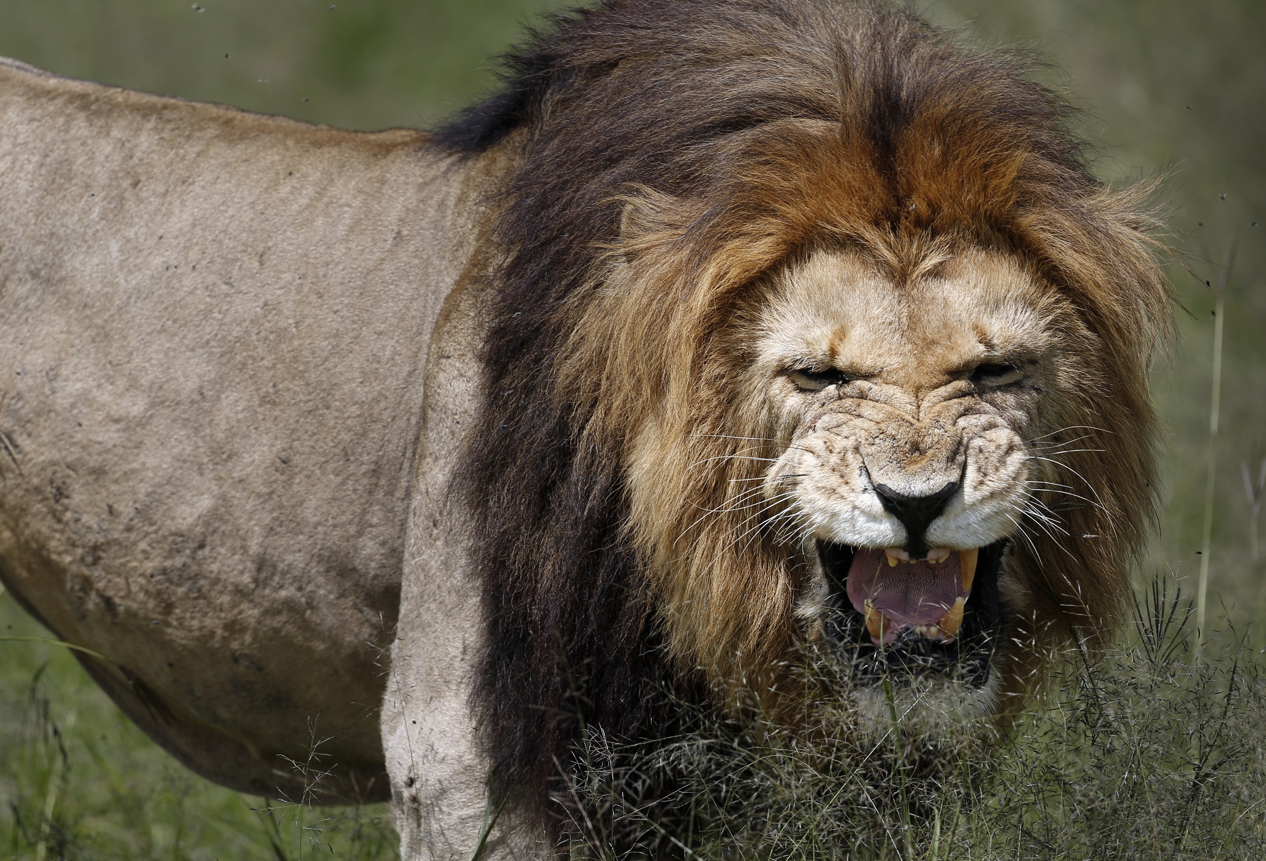 Kenya's wildlife population in decline