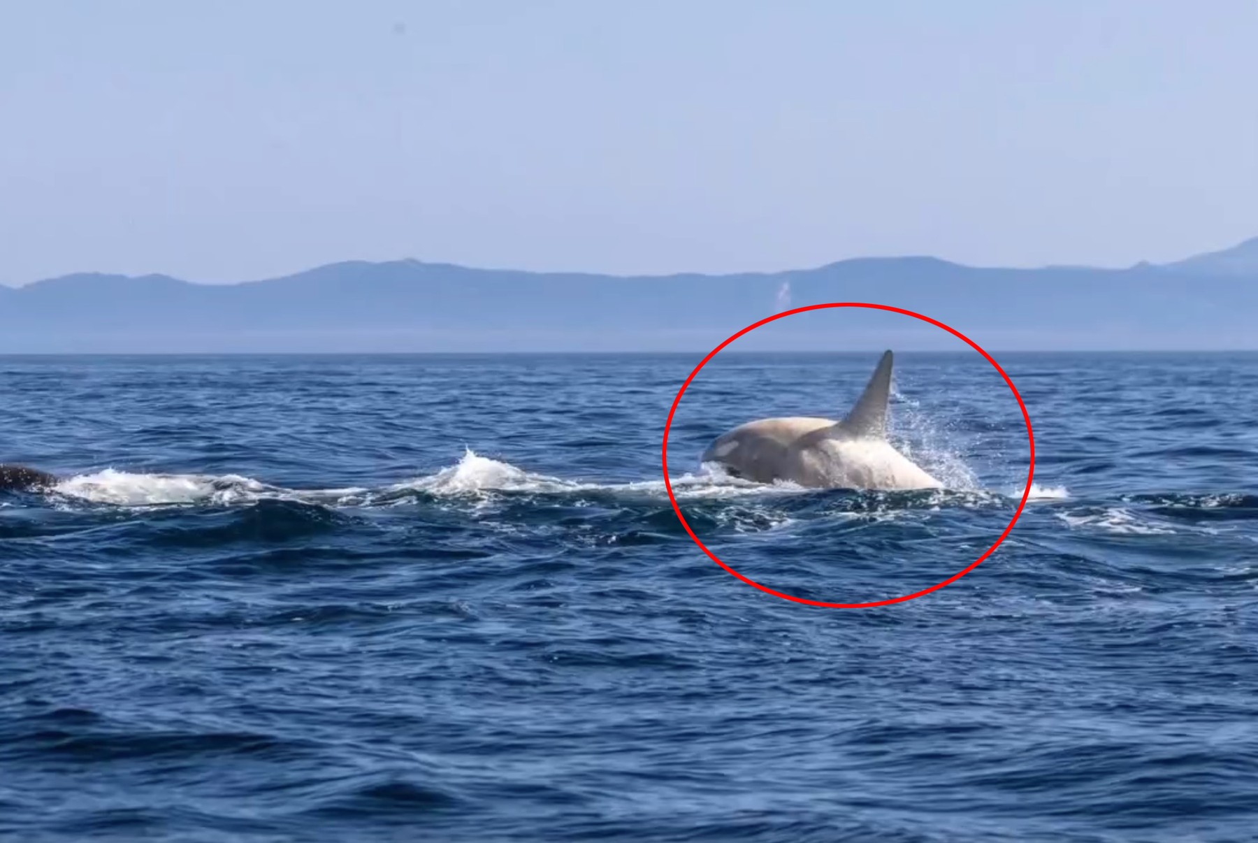 Rare albino killer whale spotted in sea