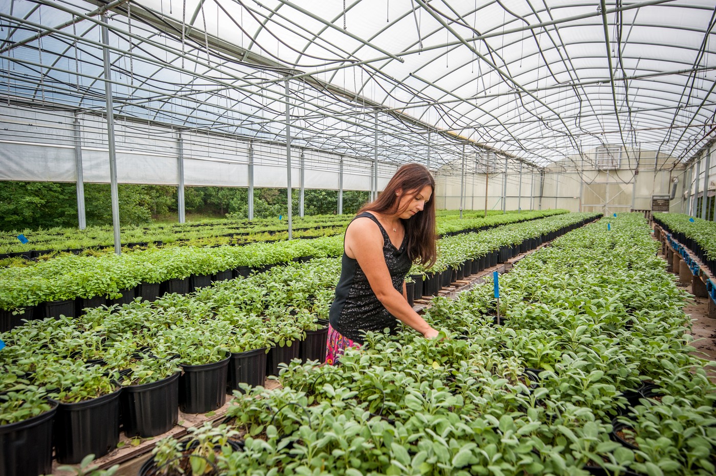 A woman checks on sage plants while working in a greenhouse in Baltimore, Maryland.,Image: 954643417, License: Rights-managed, Restrictions: educe 12mp umbc, Model Release: no, Credit line: Edwin Remsberg / VWPics / Profimedia