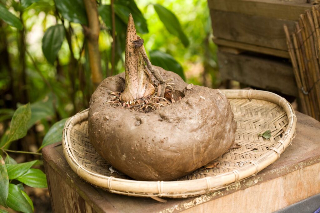 Amorphophallus konjac,Image: 13801574, License: Rights-managed, Restrictions: , Model Release: no, Credit line: SelectPhoto / Alamy / Profimedia