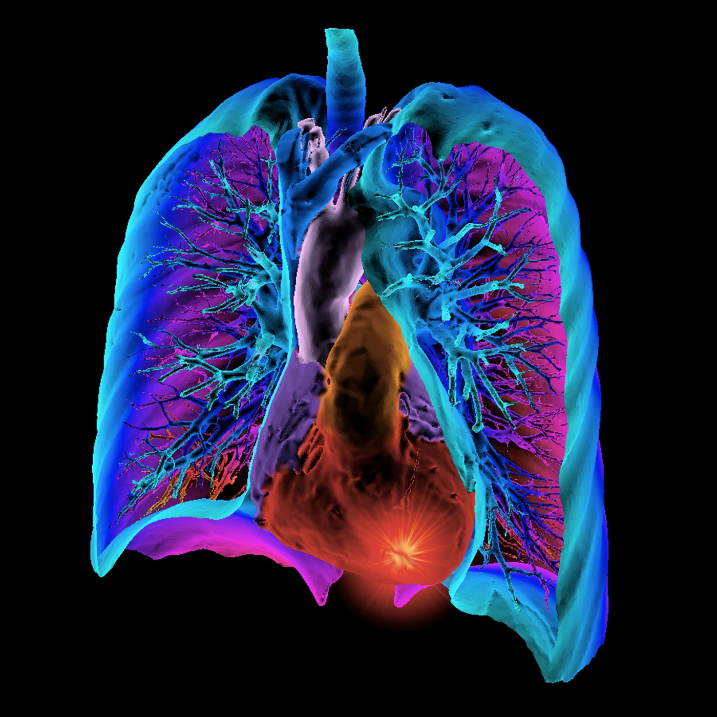 Heart and lungs, 3D CT scan