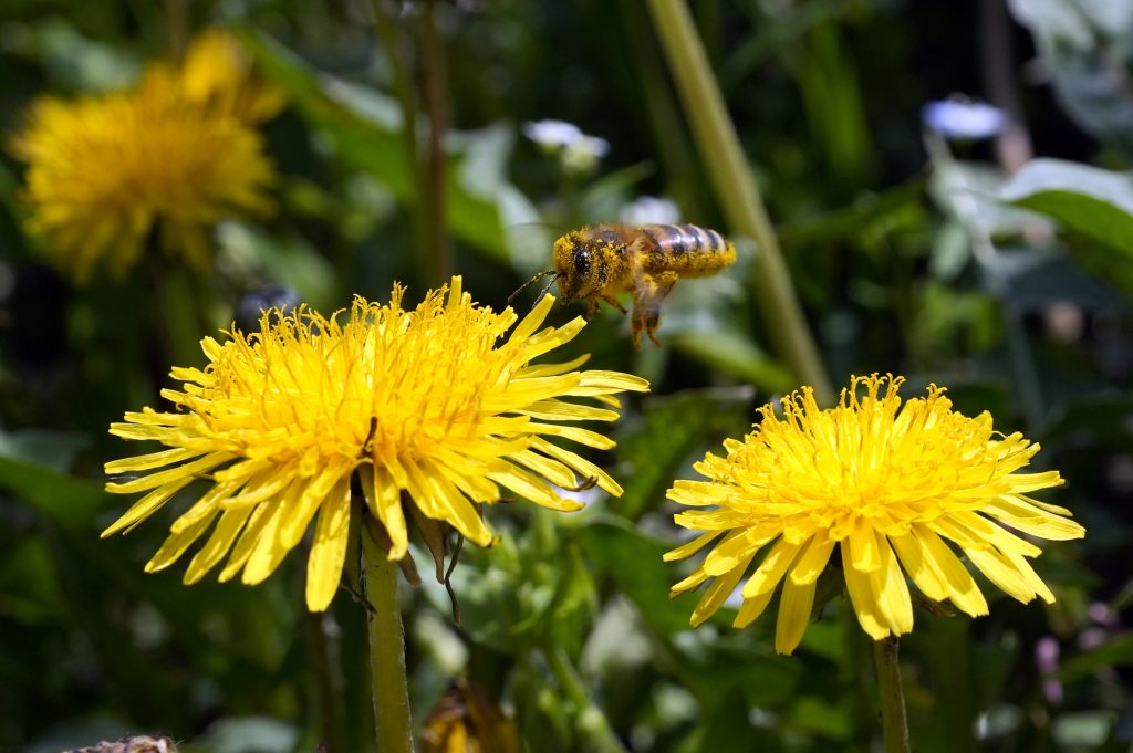 A bee searches for pollen on a flower during a sunny spring day in Belgrade, Serbia, Friday, April 8, 2022. (AP Photo/Darko Vojinovic)