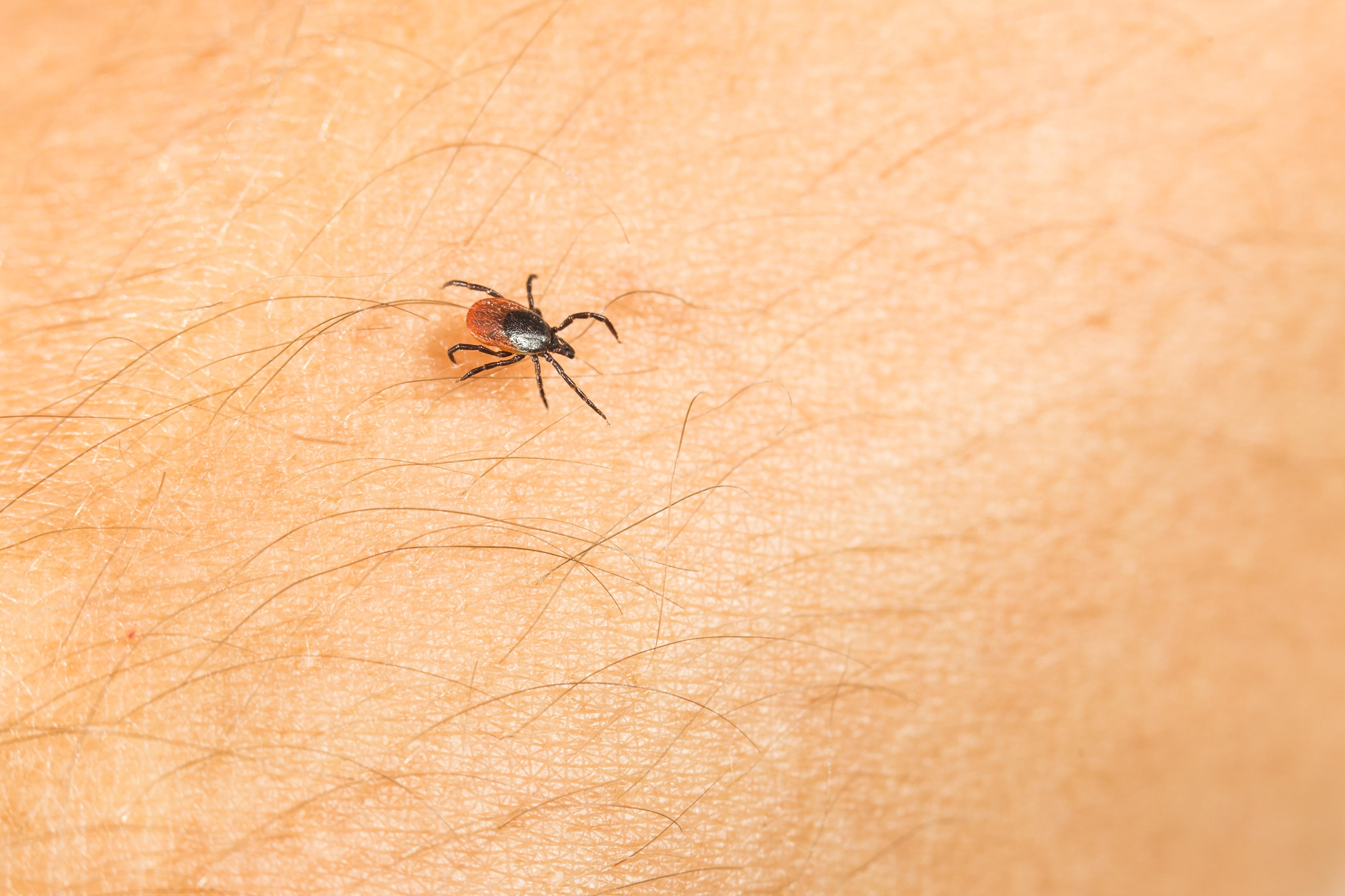Tick - parasitic arachnid blood-sucking carrier of various diseases,Image: 317376341, License: Royalty-free, Restrictions: , Model Release: no, Credit line: Viktor Cap, YAY Media AS / Alamy / Profimedia