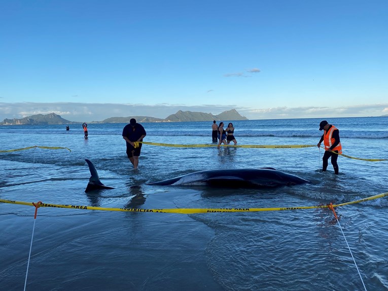 Novi Zeland, nasukani kitovi Foto: New Zealand Department of Conservation
