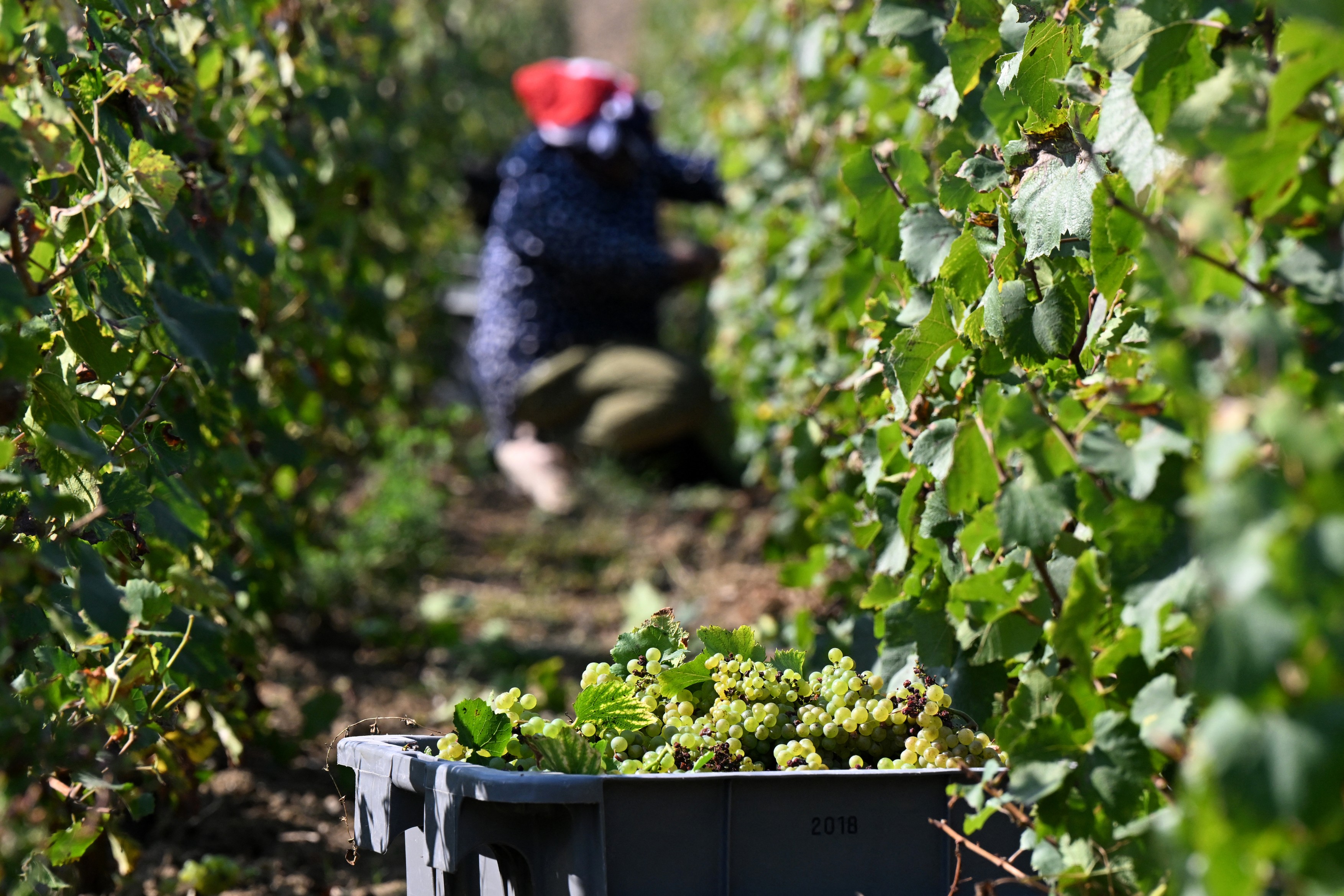 radnici u vinogradu gde se pravi šampanjac u Francuskoj, profimedia-0911349264