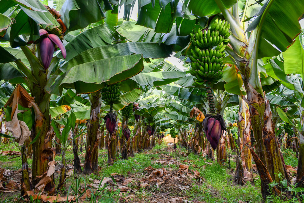 Banane Foto: Shutterstock