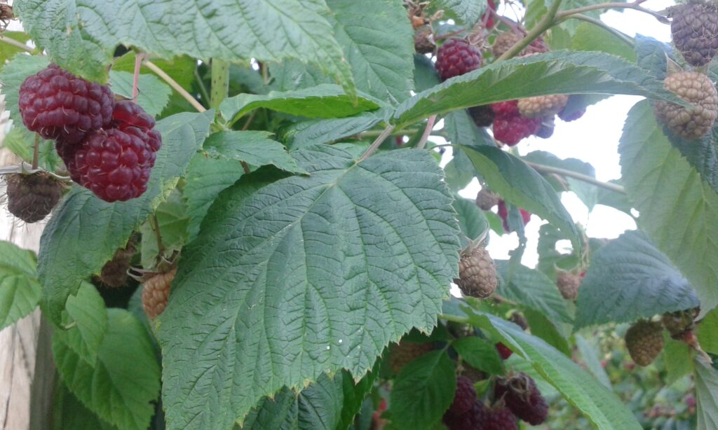 malinari skup malinara poslala slavica panic