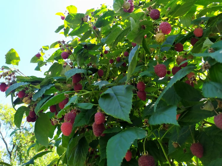 malinari skup malinara poslala slavica panic