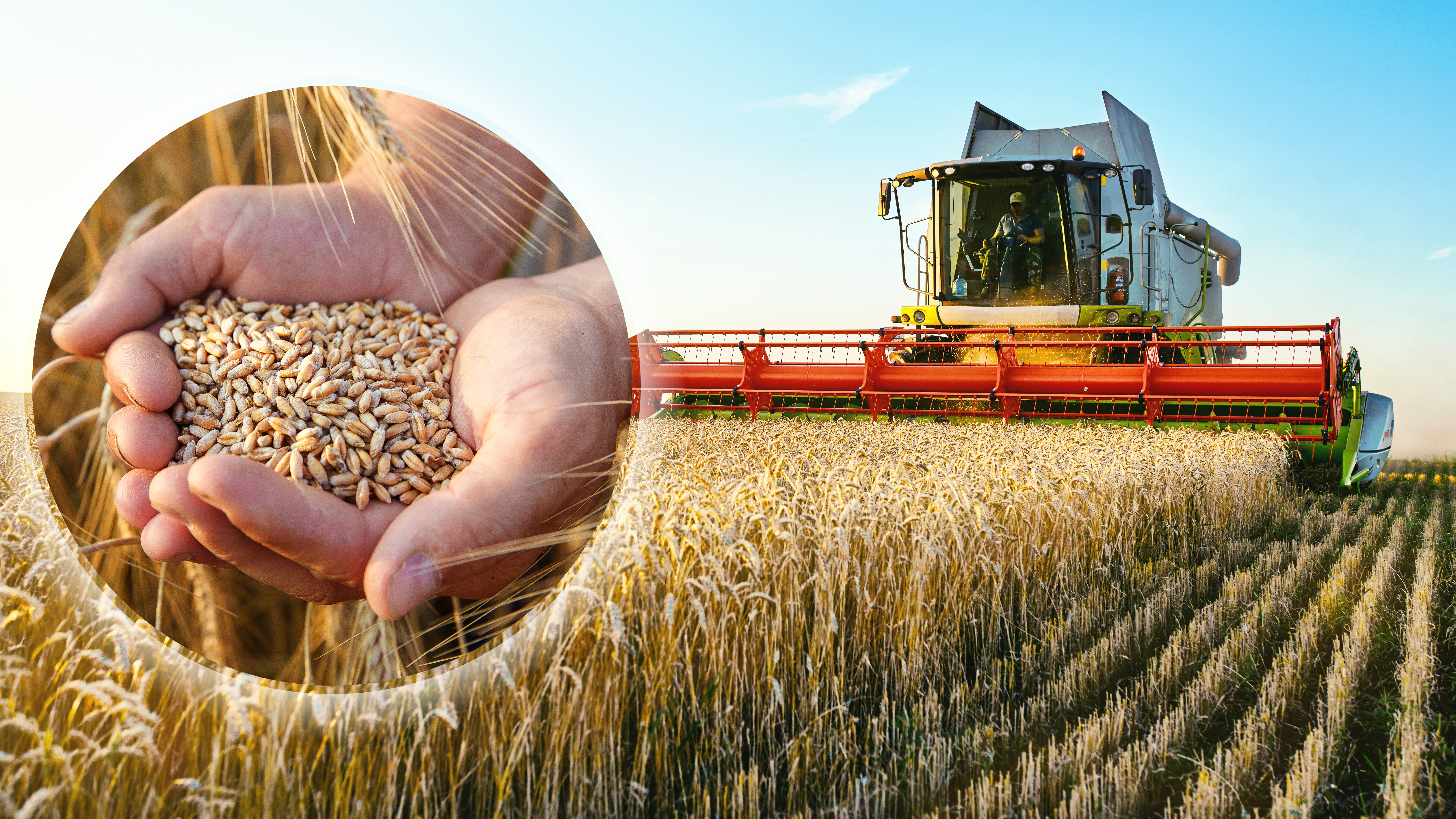 Combine,Harvester,Harvests,Ripe,Wheat.,Agriculture