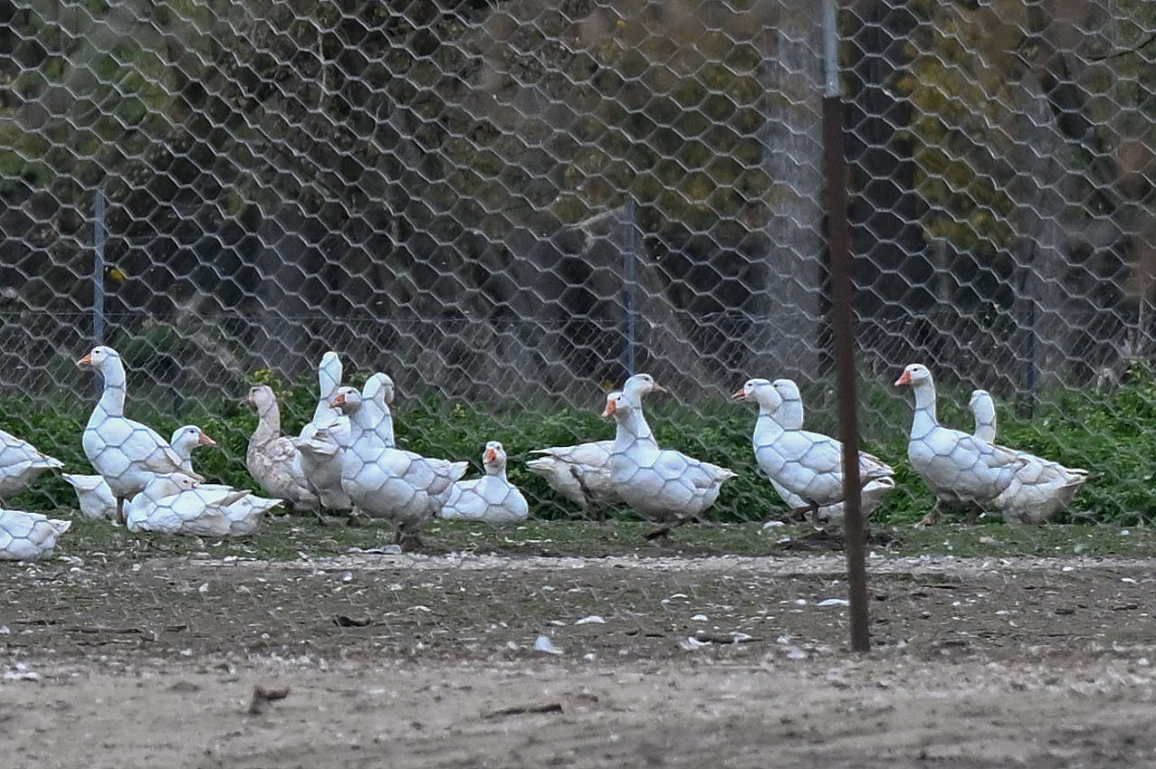 husa, husy, plot, Rybářství Hodonín, likvidace chovu vodní drůbeže, ptačí chřipka