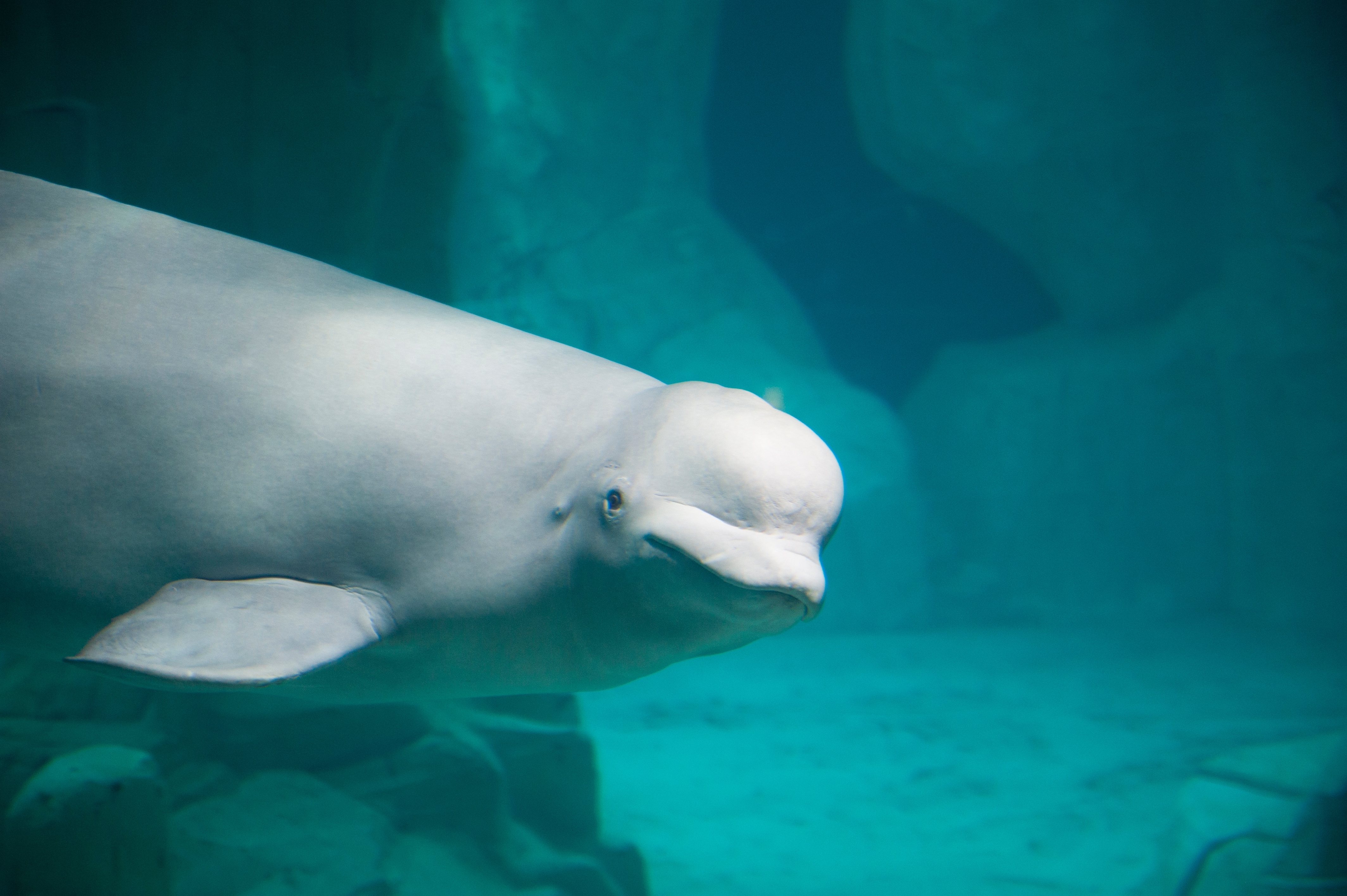 White,Beluga,Whale.,High,Quality,Photo