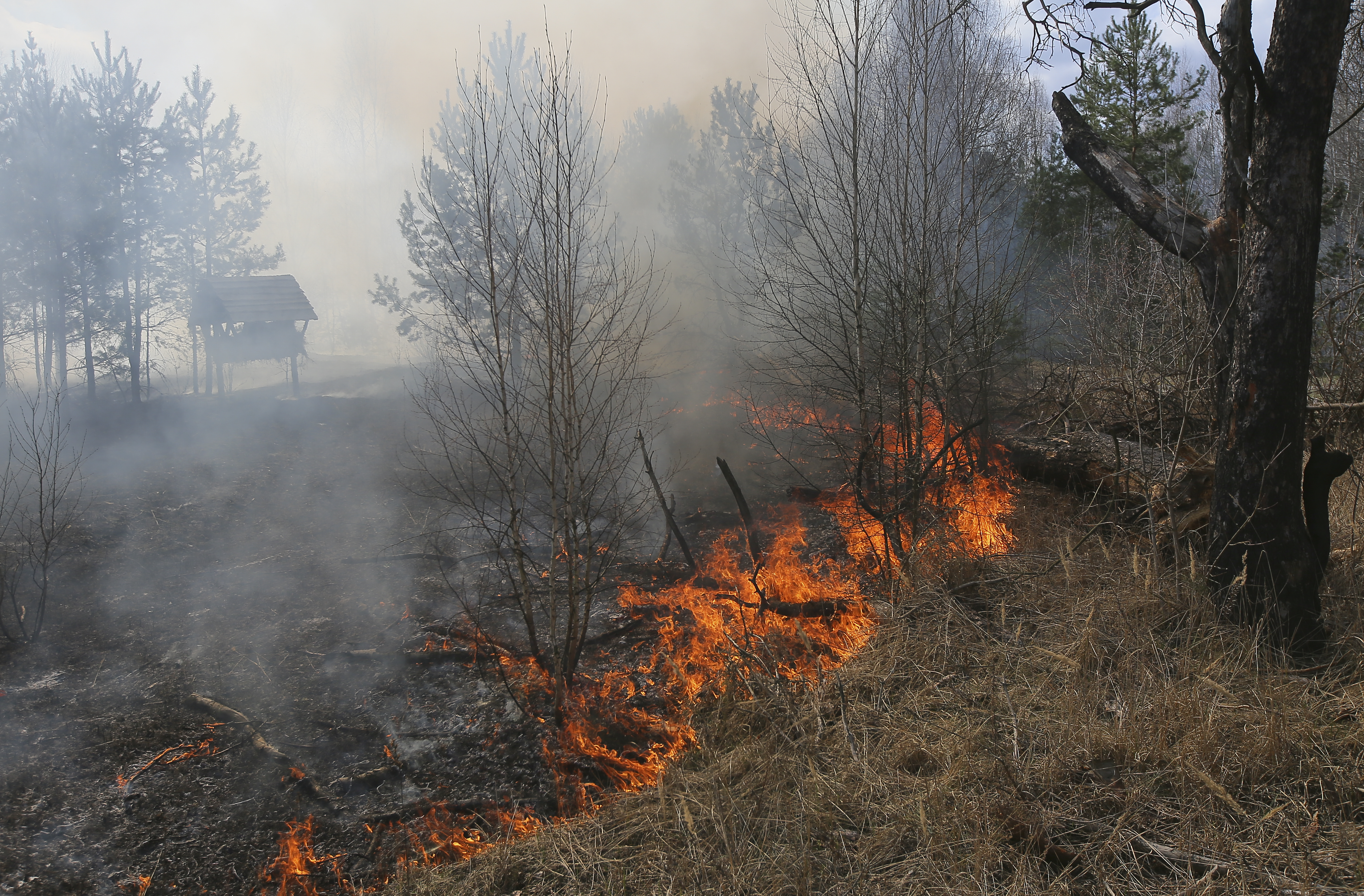 Forest fire at exclusion zone around Chernobyl nuclear power plant