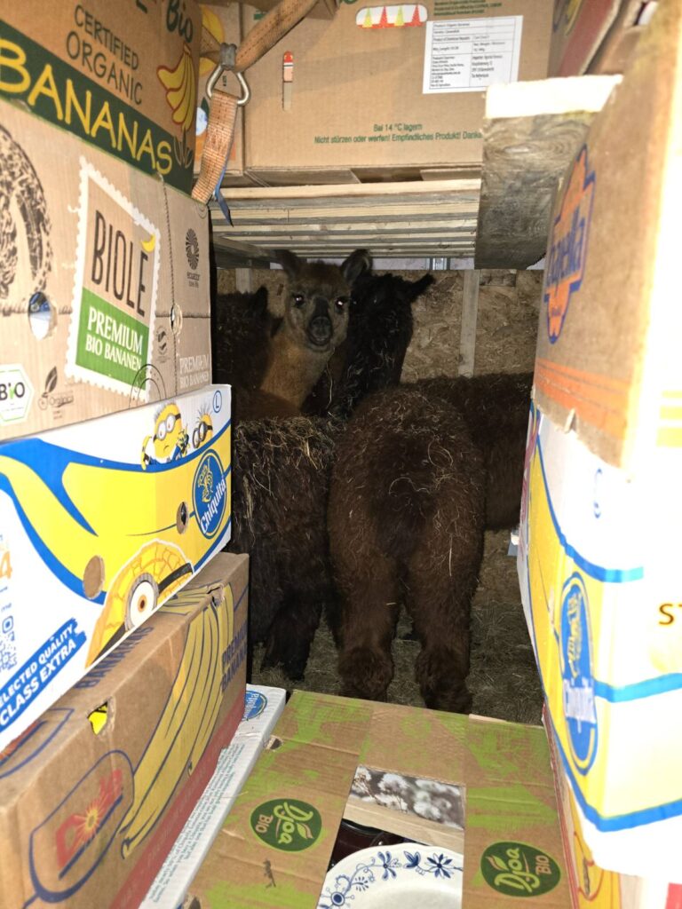 Krijumčarenje životinja, životinje