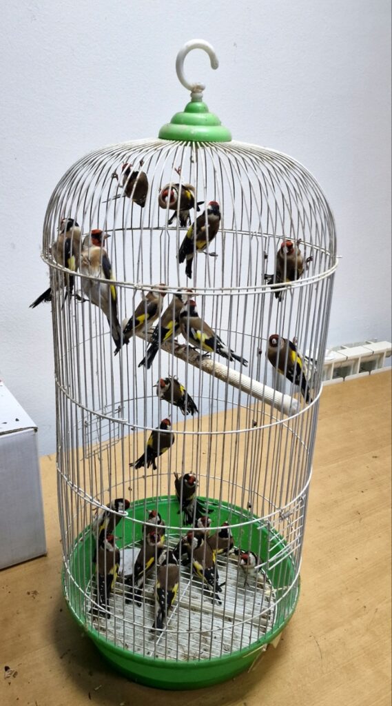 Krijumčarenje životinja, životinje