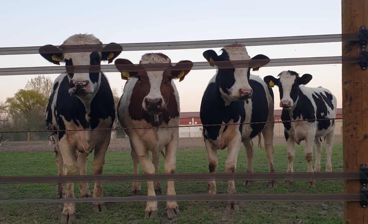 Sanja bugarski farma krava 5