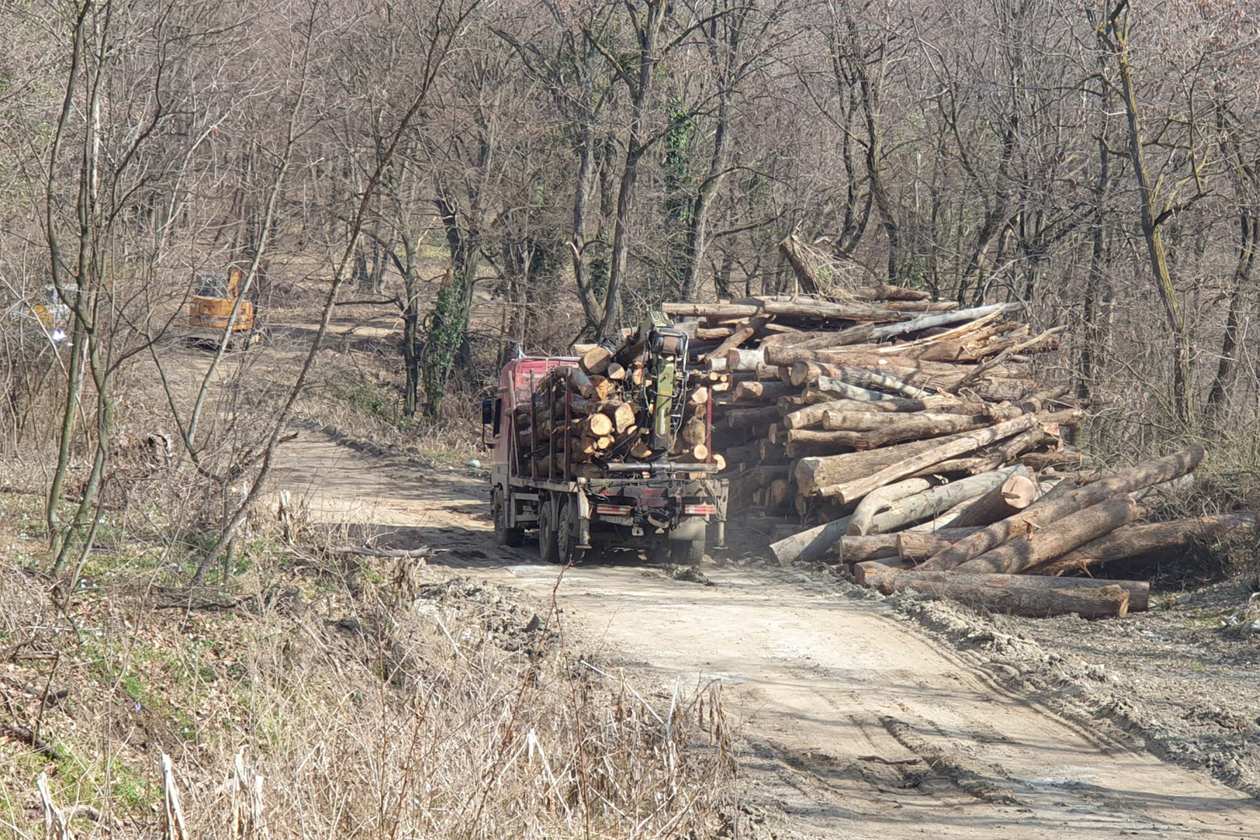 Fruška Gora, smece, seca drva, drvece. Foto: Petar Živanović, fotografije prosledila Bozica Lukovic