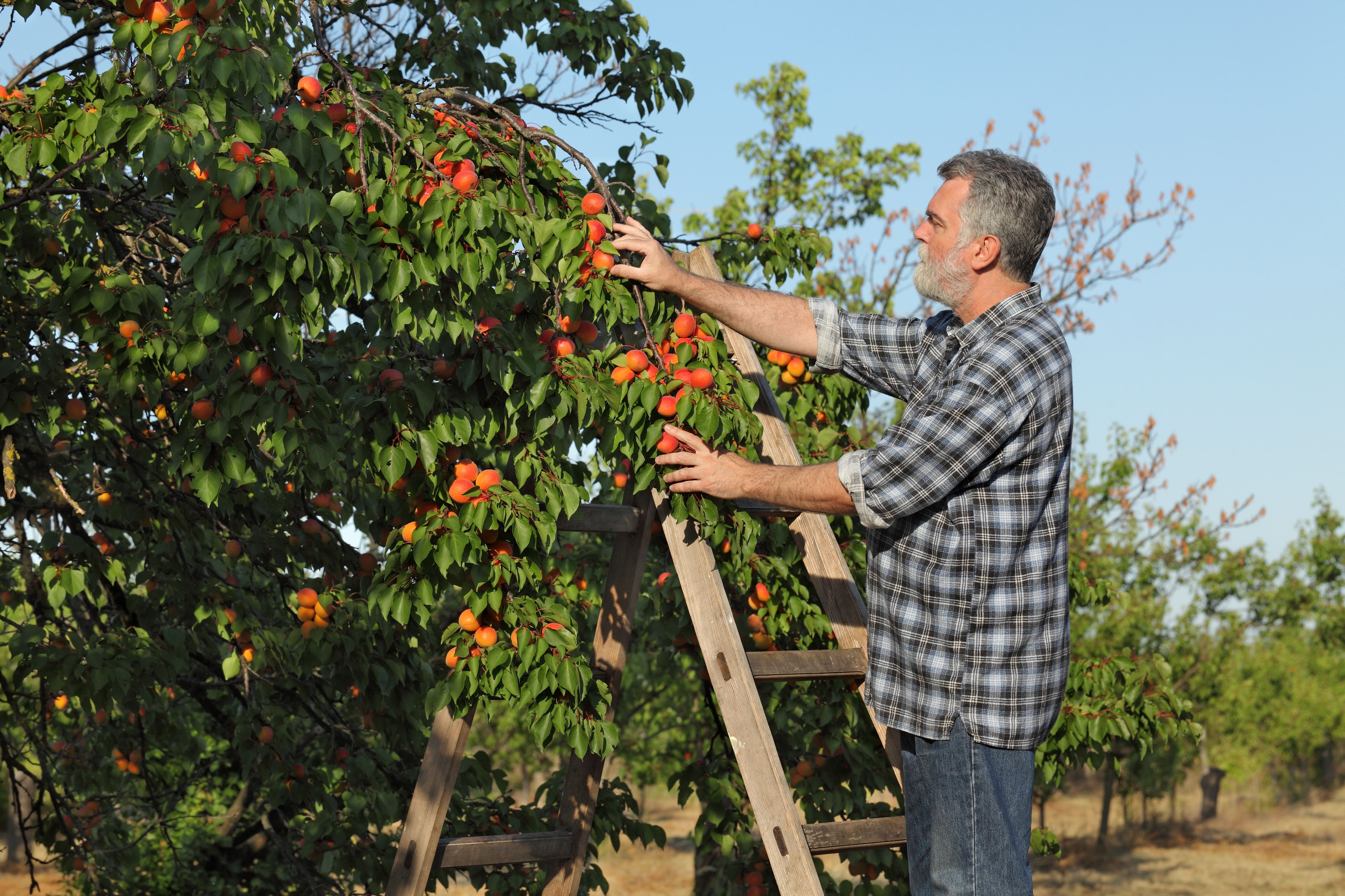 Farmer,Or,Agronomist,Examining,And,Picking,Apricot,Fruit,From,Tree